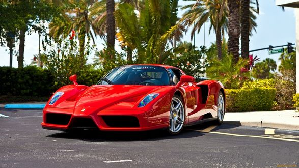 Обои на рабочий стол Красная Ferrari enzo на фоне зеленых пальм