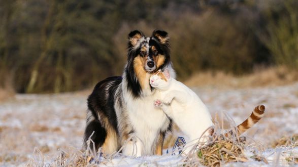 Обои на рабочий стол Дружба колли и кота