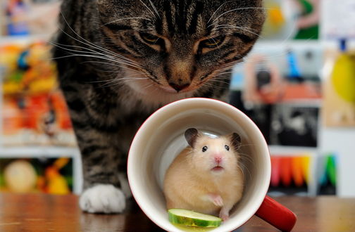 Обои на рабочий стол Кошка смотрит на чашку, внутри которой сидит хомяк