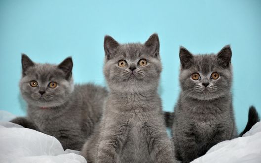 Обои на рабочий стол Красивые британские котята