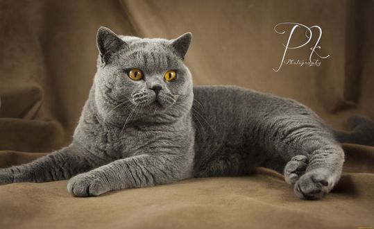 Обои на рабочий стол Британский кот на коричневом фоне