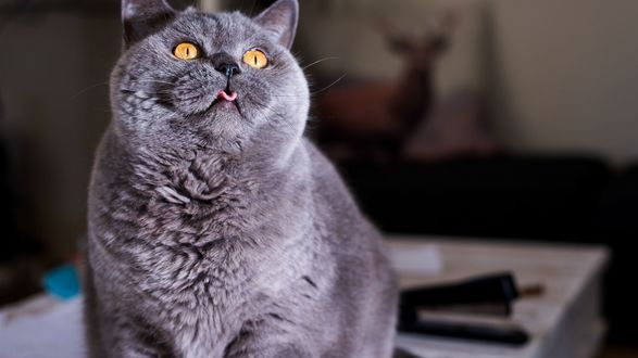 Обои на рабочий стол Дымчатый котенок смотрит вверх