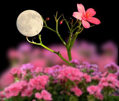 Обои на рабочий стол Цветочек и луна на ветке, ву Peter holme iii