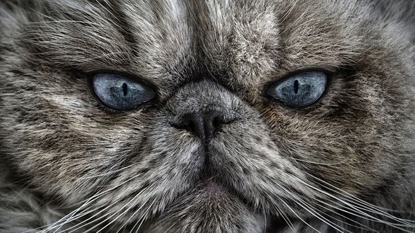 Обои на рабочий стол Взгляд сердитого персидского кота