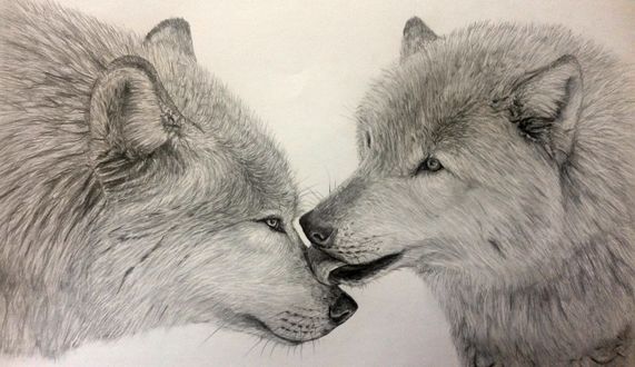 Обои на рабочий стол Два любящих волка, by LauriieT