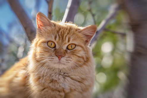 Обои на рабочий стол Рыжий толстый кот