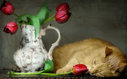 Обои на рабочий стол Рыжий кот лежит у кувшина с красными тюльпанами