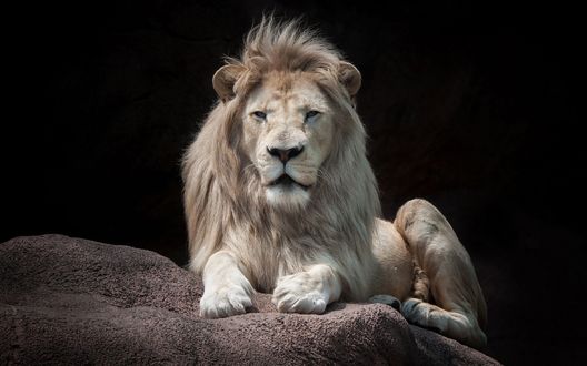 Обои на рабочий стол Гордый лев лежит на огромном камне