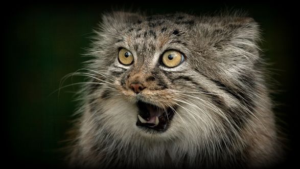 Обои на рабочий стол Хищный оскал рыбьей кошки / Felis viverrinus/
