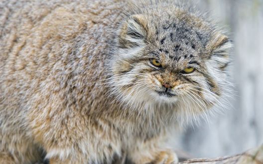 Обои на рабочий стол Взгляд пушистого мануала / Felis manul/