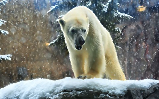 Обои на рабочий стол Белый медведь стоит на камне под снегопадом