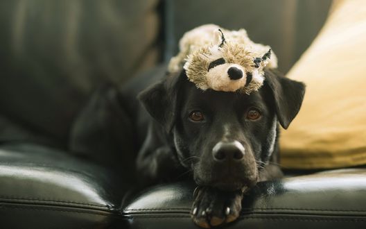 Обои на рабочий стол Черный пес с игрушкой на голове лежит на диване