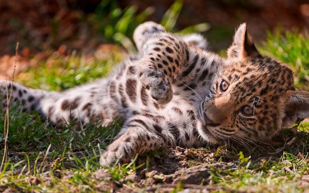 Обои для рабочего стола Малыш леопарда лежит среди травы