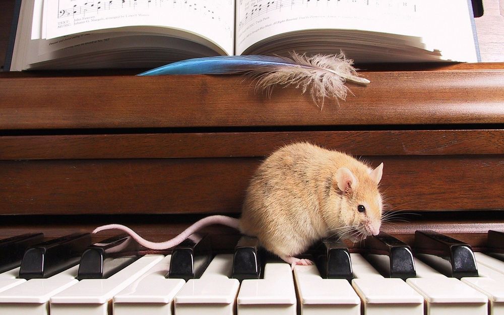 Обои для рабочего стола Крыса сидит на клавишах пианино