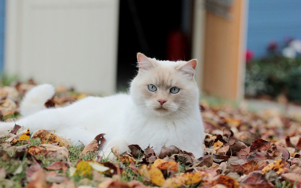 Обои для рабочего стола Голубоглазый кот лежит в осенних листьях