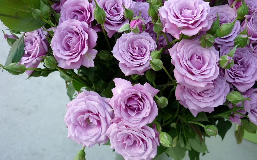 Сиреневые Розы Фото Букеты