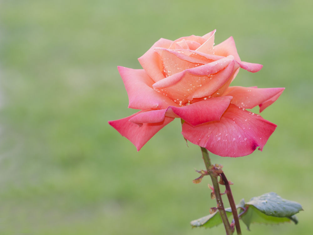 Обои для рабочего стола Нежная розовая роза с каплями росы, ву Natalie Ruy Dias