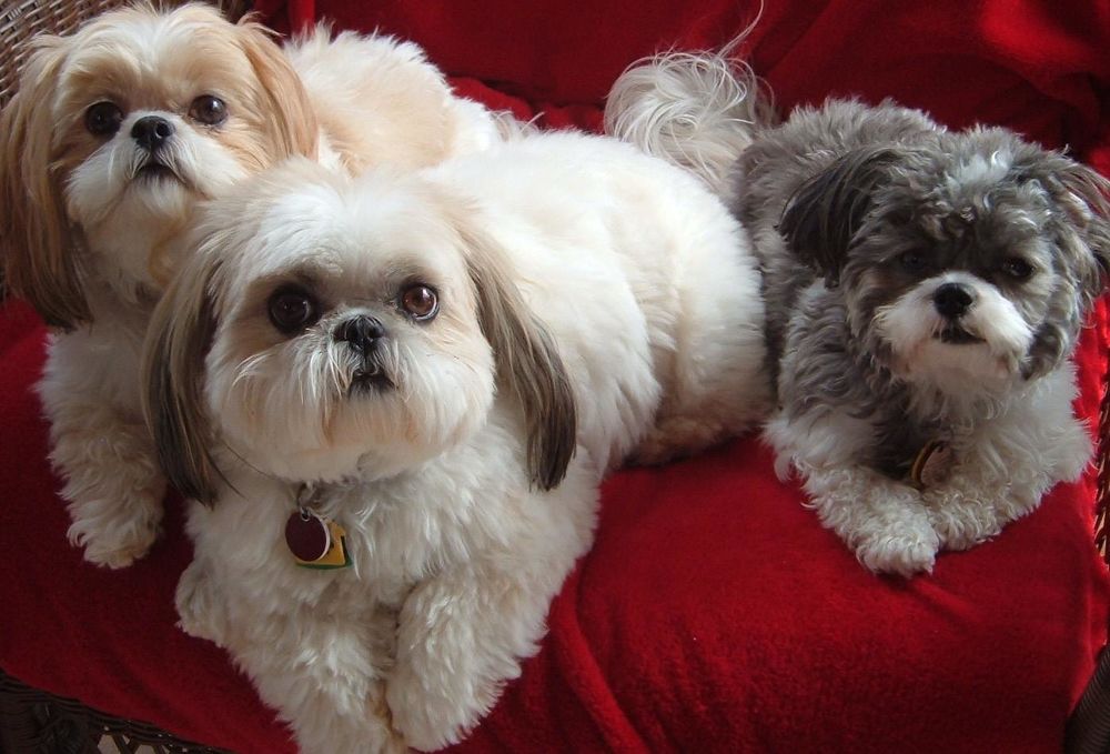 Обои для рабочего стола Три очаровательных щенка отдыхают на красном диване