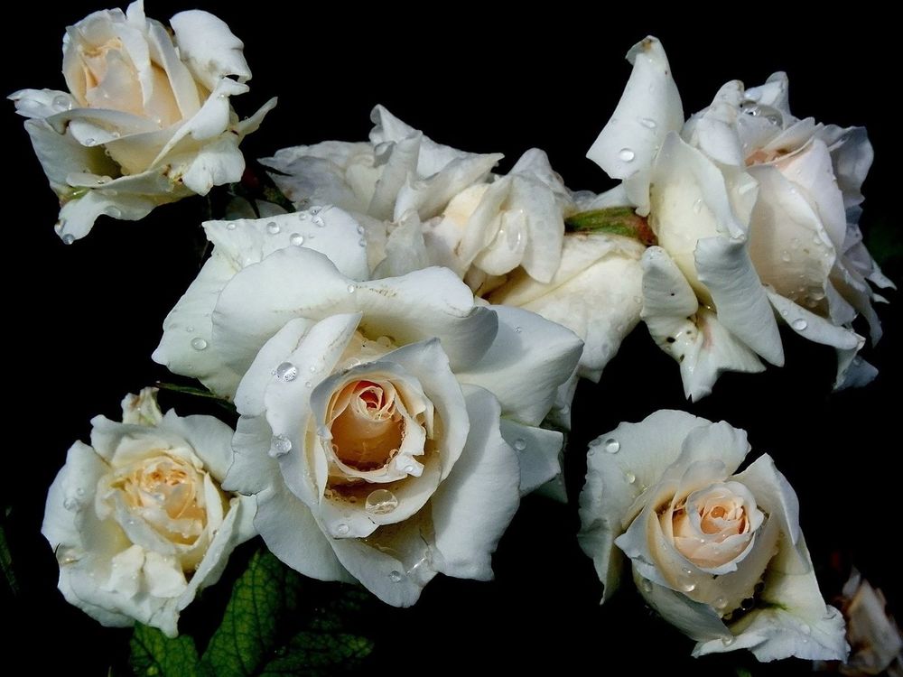 Обои для рабочего стола Бутоны белых роз в каплях росы на черном фоне