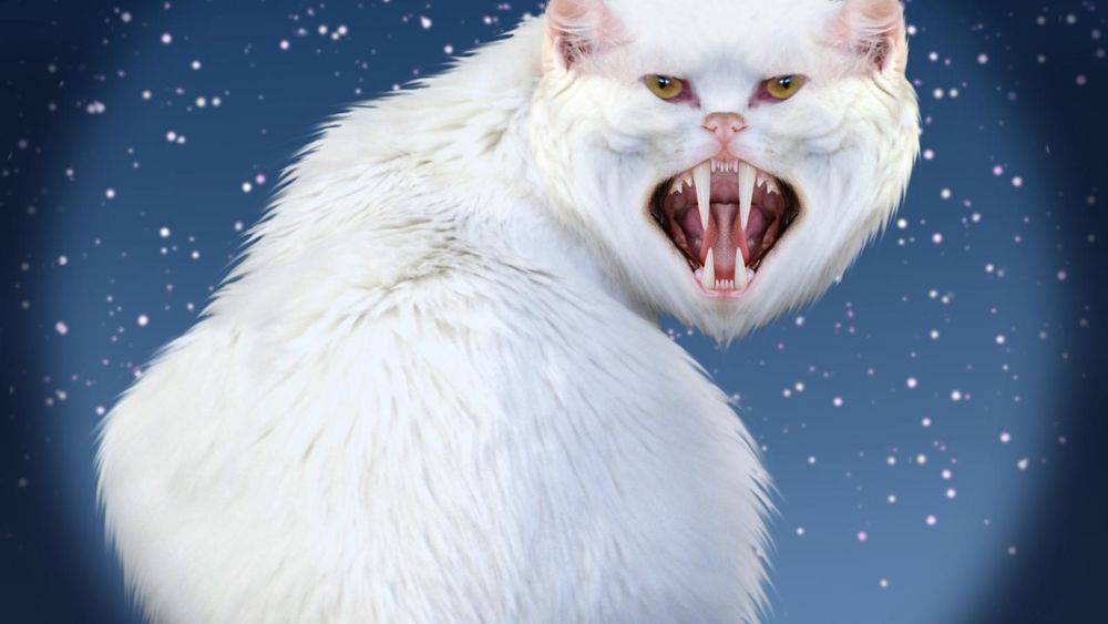 Злой кот на белом фоне