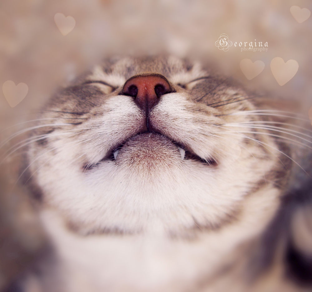Обои для рабочего стола Мордочка полосатого кота, фотограф Georgina