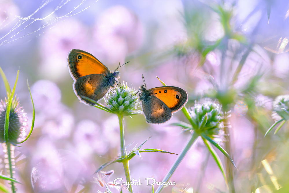 Обои для рабочего стола Две бабочки на цветах, фотограф Крылова Татьяна