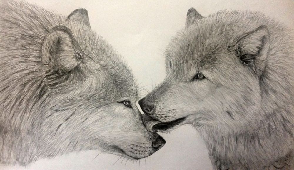 2 волка рисунок