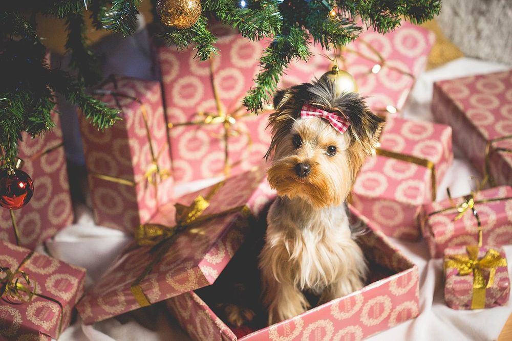 Обои для рабочего стола Собака породы йоркширский терьер сидит в подарочной коробке под елкой