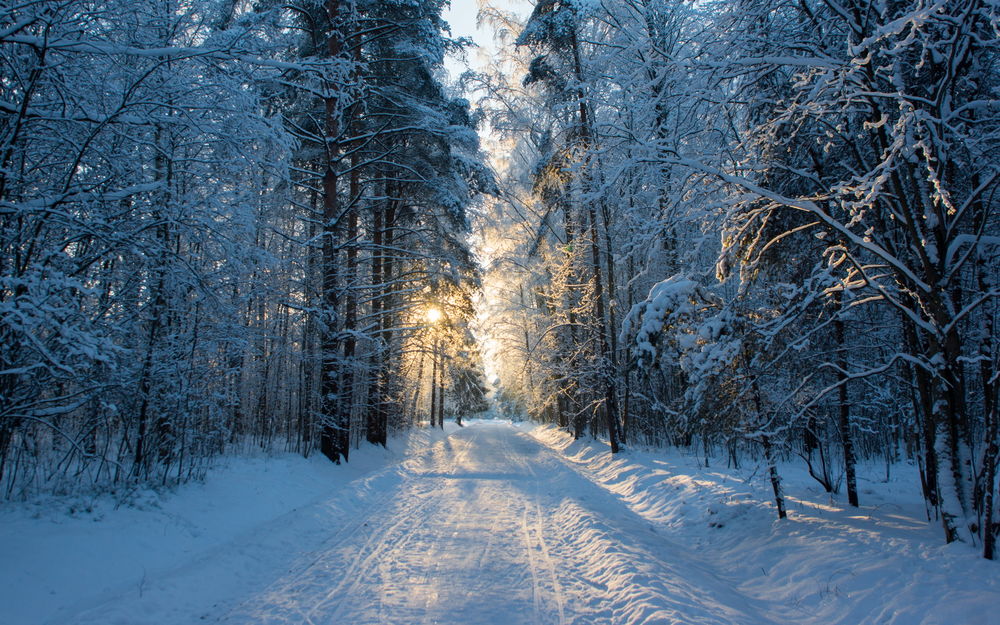 Обои для рабочего стола Заснеженная дорога в зимнем лесу на рассвете