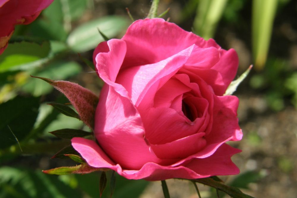 Обои для рабочего стола Бутон ярко-розовой розы