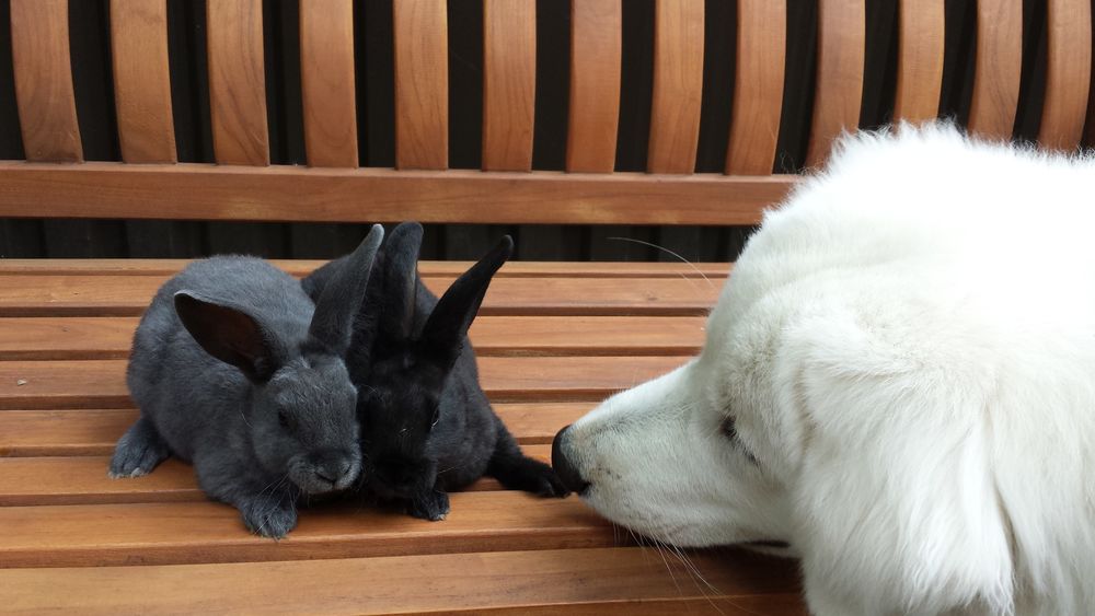 Обои для рабочего стола Белый пес обнюхивает двух серых кроликов, которые сидят на деревянной скамейке