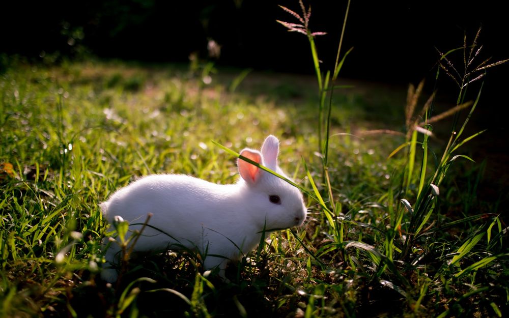 Обои для рабочего стола Белый кролик стоит в зеленой траве