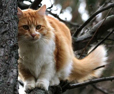 Обои на рабочий стол Рыжий кот на дереве