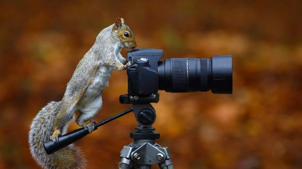 Обои на рабочий стол Белка у фотоаппарата
