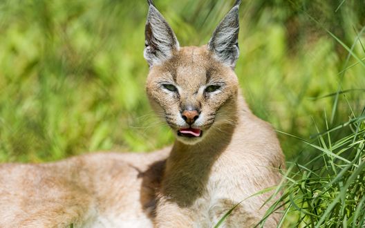 Обои на рабочий стол Каракал лежит в траве, , by Tambako the Jaguar