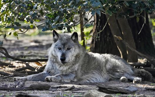 Обои на рабочий стол Серый волк лежит на земле под деревом