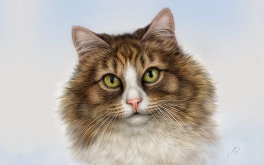 Обои на рабочий стол Пушистый кот с зелеными глазами на светлом фоне