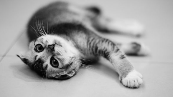 Обои на рабочий стол Игривый котенок лежит на полу