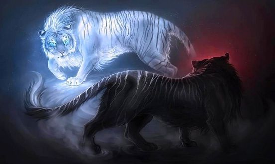 Обои на рабочий стол Белый и черный тигры, by vyrilien