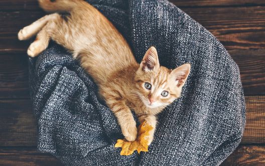 Обои на рабочий стол Рыжий котенок с кленовым листочком в лапах