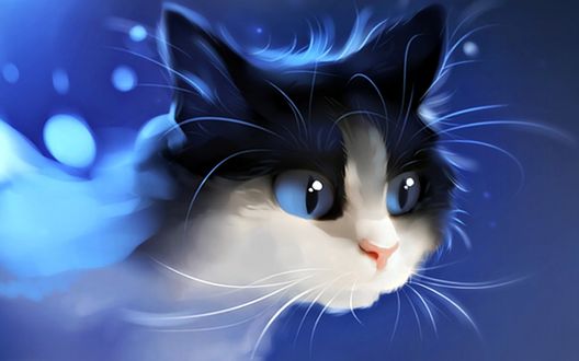 Обои на рабочий стол Мордашка котенка на голубом фоне