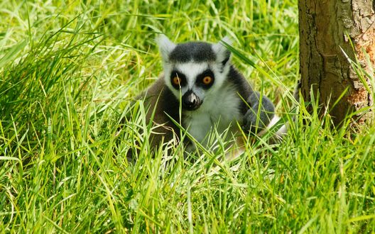 Обои на рабочий стол Лемур сидит в зеленой траве возле дерева
