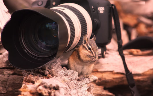 Обои на рабочий стол Бурундук сидит возле фотокамеры (Canon Eos 70)