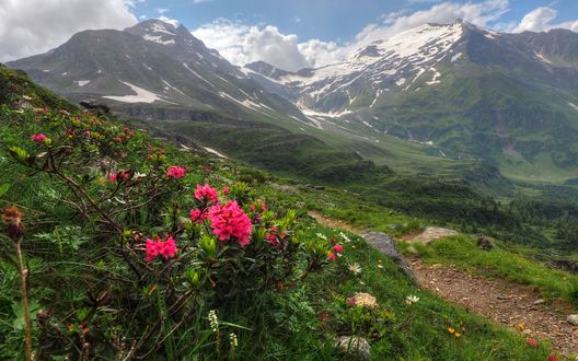 Цветущий рододендрон фото в горах