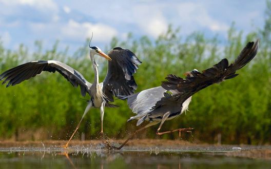 Обои на рабочий стол Две цапли танцуют в воде