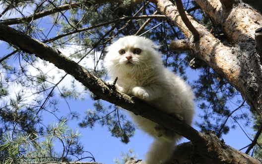 Обои на рабочий стол Белая кошка сидит на еловой ветке