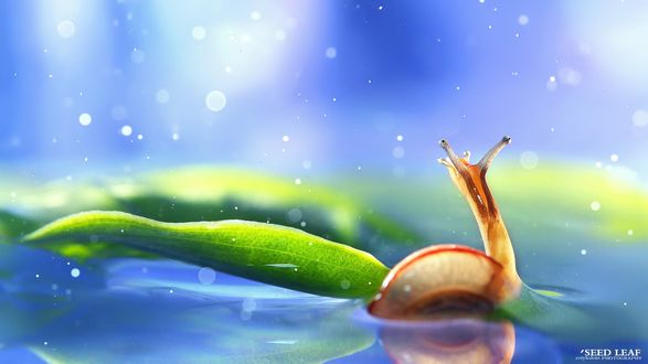 Обои на рабочий стол Улитка и зеленый лист, фотограф Seed Leaf (Seed leaf cotyledons photography)
