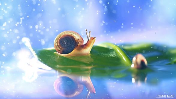 Обои на рабочий стол Улитка сидит на зеленом листе, и смотрит вверх, фотограф Seed Leaf (Seed leaf cotyledons photography)