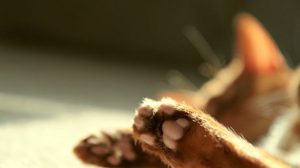 Обои на рабочий стол Лапы спящего кота