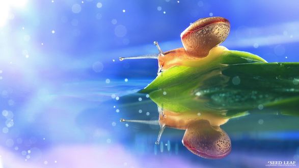 Обои на рабочий стол Улитка ползет по зеленому листу, фотограф Seed Leaf (Seed leaf cotyledons photography)